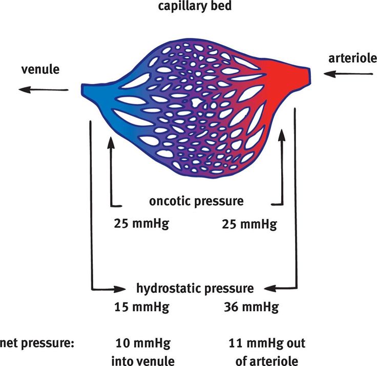 Capillary bed cross-section with oncotic pressure (25 mmHg, roughly constant at both arteriole and venule ends) and hydrostatic pressure (36 mmHg at the arteriole end, falling to 15 mmHg at the venule end) labeled, with the resulting net pressures calculated: 11 mmHg net outward (filtration) at the arteriole end, 10 mmHg net inward (reabsorption) at the venule end