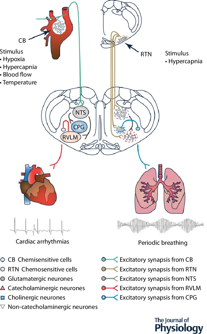 Chemoreceptor control circuit: the carotid body (CB, peripheral, stimulated by hypoxia/hypercapnia/blood flow/temperature) and the retrotrapezoid nucleus (RTN, a central chemosensitive site, stimulated by hypercapnia) both project to a brainstem network (NTS, central pattern generator, RVLM) that drives cardiac and respiratory (lung) output, shown alongside pathological outputs (cardiac arrhythmias, periodic breathing) when this control is disrupted
