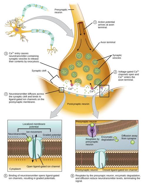 Chemical synapse cross-section, numbered sequentially: (1) action potential arrives at the axon terminal, (2) voltage-gated Ca2+ channels open and Ca2+ enters, (3) Ca2+ entry causes synaptic vesicles to release neurotransmitter by exocytosis, (4) neurotransmitter diffuses across the synaptic cleft and binds ligand-gated ion channels on the postsynaptic membrane, (5) channel opening produces a graded potential, (6) reuptake, enzymatic degradation, and diffusion terminate the signal