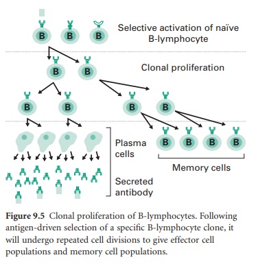 Clonal selection: a naive B lymphocyte is selectively activated by its specific antigen, undergoes clonal proliferation into a population of identical daughter cells, most of which differentiate into antibody-secreting plasma cells while a smaller subset becomes long-lived memory cells