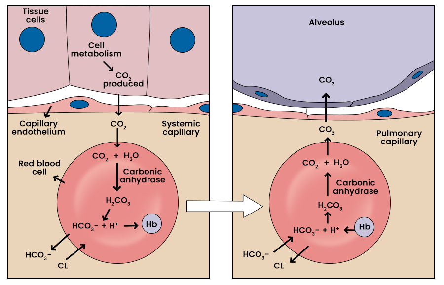 Two-panel diagram of the bicarbonate/chloride-shift pathway at the systemic capillary (CO2 produced by tissue metabolism enters the red blood cell, is converted by carbonic anhydrase to H2CO3 then HCO3- + H+, HCO3- exits in exchange for Cl-) and its reverse at the pulmonary capillary (HCO3- re-enters exchanging for Cl-, recombines with H+, converted back to CO2 and H2O, CO2 diffuses into the alveolus)