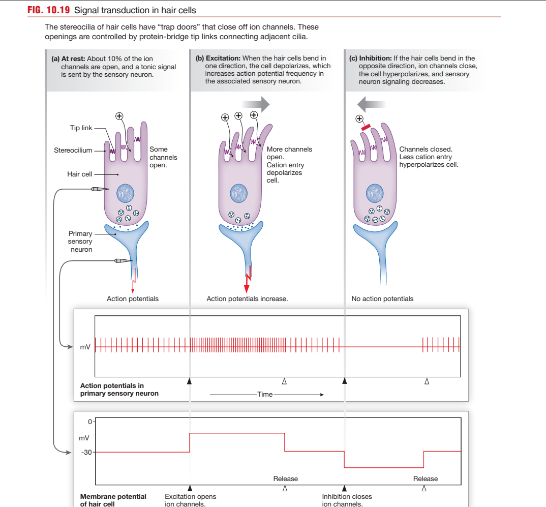 Three-panel hair cell signal transduction: (a) at rest, about 10% of tip-link-gated ion channels are open, producing a tonic (baseline) action potential rate in the primary sensory neuron; (b) bending stereocilia in one direction opens more channels, depolarizing the cell and increasing action potential frequency; (c) bending in the opposite direction closes channels, hyperpolarizing the cell and silencing the sensory neuron — with actual action-potential-train and membrane-potential traces shown beneath each panel