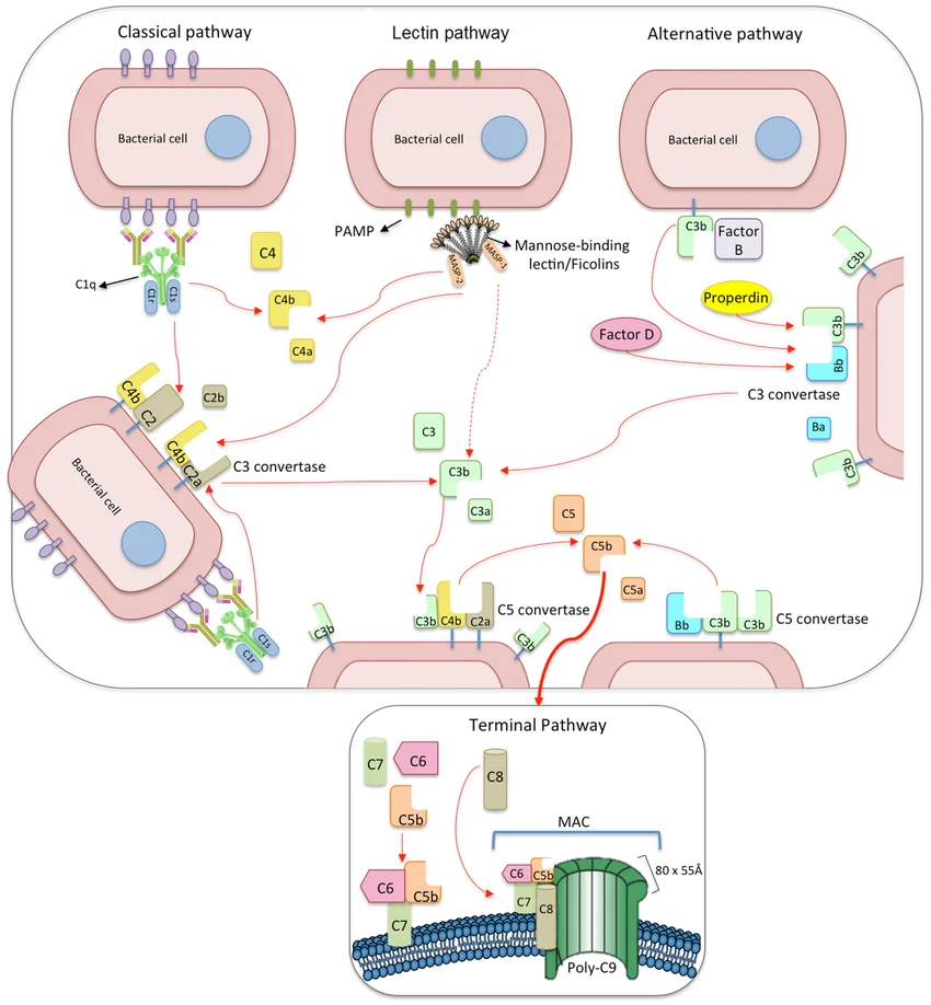 The three complement activation pathways (classical — antibody/C1q-triggered; lectin — mannose-binding lectin/ficolin-triggered; alternative — spontaneous C3b/Factor B/Factor D/properdin-triggered) all converging on C3 convertase, then C5 convertase, then the shared terminal pathway assembling the membrane attack complex (MAC) from C5b-C9 that perforates the bacterial membrane