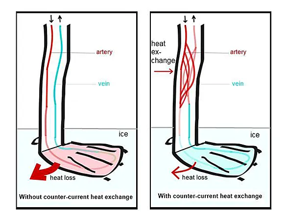 A limb in icy water, side by side: without countercurrent heat exchange, the artery (red, warm) and vein (blue, cool) run separately and a large amount of heat is lost at the extremity; with countercurrent heat exchange, the artery and vein run intertwined so heat transfers directly from artery to vein along the limb’s length, and far less heat reaches the extremity to be lost