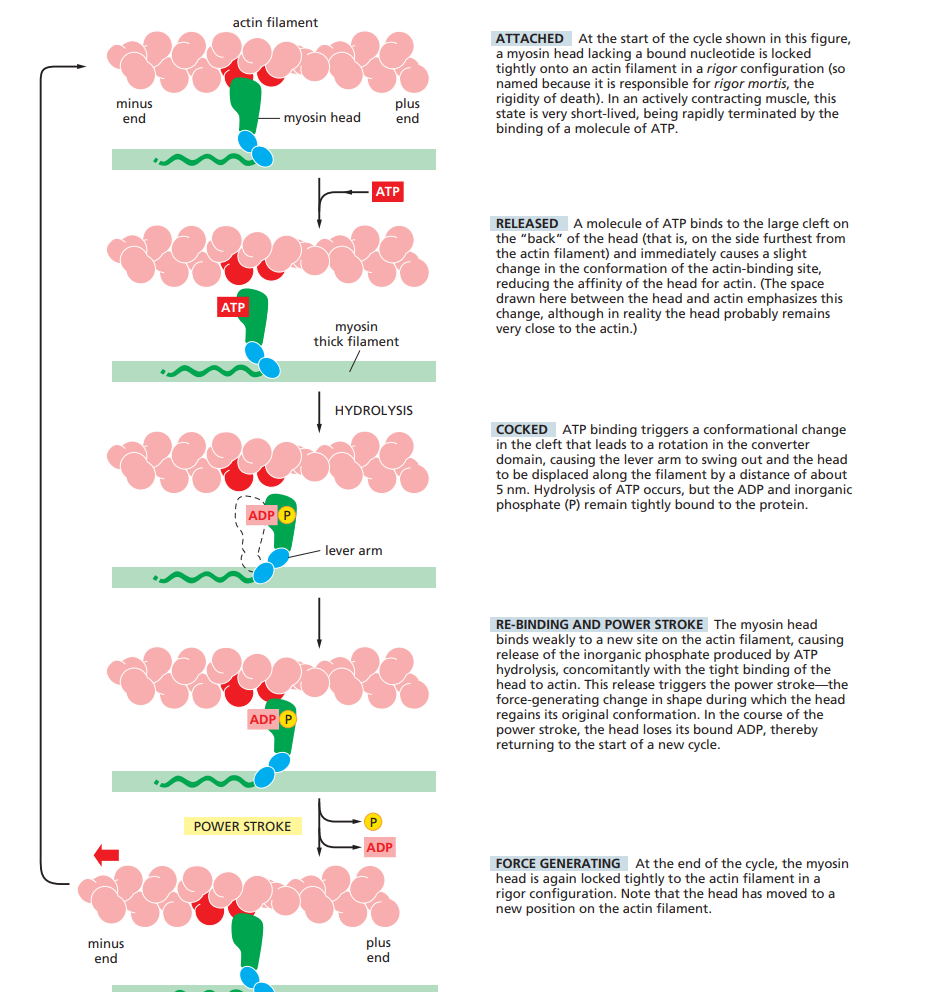 The myosin cross-bridge cycle on a single actin filament, five stages top to bottom: Attached (rigor configuration, no bound nucleotide), Released (ATP binds, affinity for actin drops), Cocked (ATP hydrolyzed to ADP+Pi, lever arm swings ~5nm), Re-binding and power stroke (weak rebinding to a new actin site, Pi release triggers the force-generating power stroke, ADP released), Force generating (back to a rigor-configuration attachment, head now at a new position on the filament)