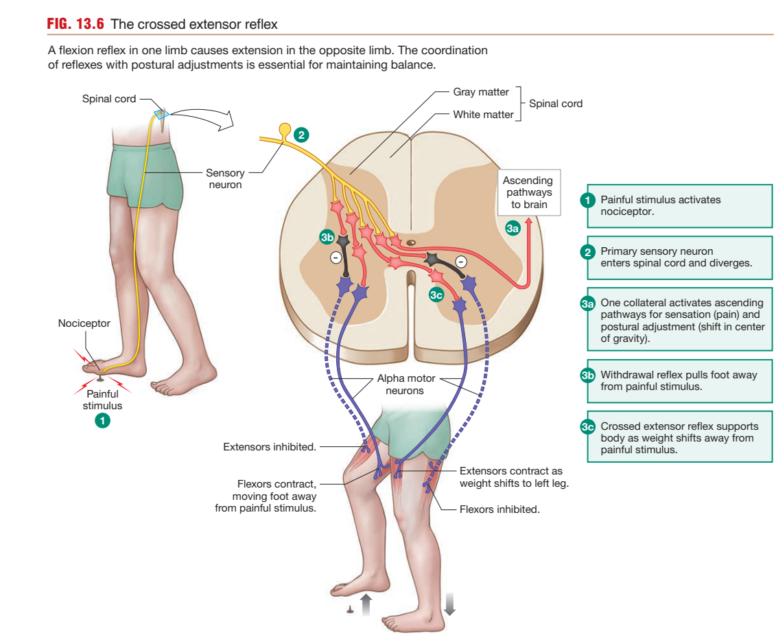 The crossed extensor reflex, a polysynaptic reflex: a painful stimulus activates a nociceptor, the sensory neuron enters the spinal cord and diverges through interneurons, withdrawing the stimulated limb (flexors contract, extensors inhibited) while the opposite limb extends to support shifted body weight (extensors contract, flexors inhibited)