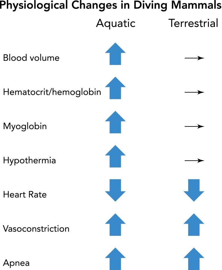 Physiological changes during diving compared between aquatic (marine) mammals and terrestrial mammals: blood volume, hematocrit/hemoglobin, myoglobin, and hypothermia all increase substantially in aquatic divers but stay essentially unchanged in terrestrial mammals, while heart rate decrease, vasoconstriction, and apnea occur in both groups but to a much greater degree in aquatic divers
