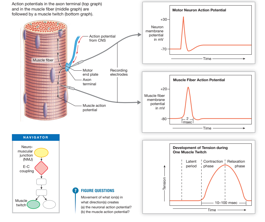 Three synced traces recorded from a stimulated muscle fiber: the motor neuron action potential (top, brief spike from -70 to +30 mV), the resulting muscle fiber action potential (middle, -80 to +20 mV), and the resulting muscle twitch tension curve (bottom, showing the latent period, contraction phase, and relaxation phase over 10-100 ms) — with a “Navigator” flow diagram showing NMJ → E-C coupling → muscle twitch