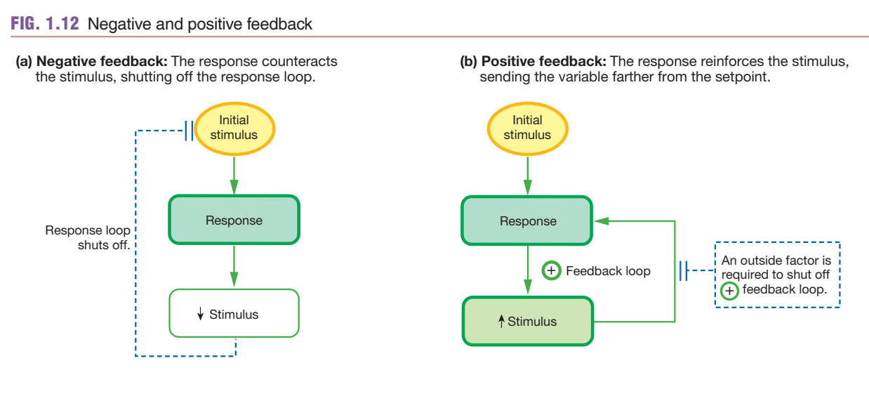 Generic negative and positive feedback loop diagrams side by side: negative feedback (left) shows a response that counteracts and shuts off the initiating stimulus; positive feedback (right) shows a response that reinforces and increases the stimulus, requiring an outside factor to break the loop