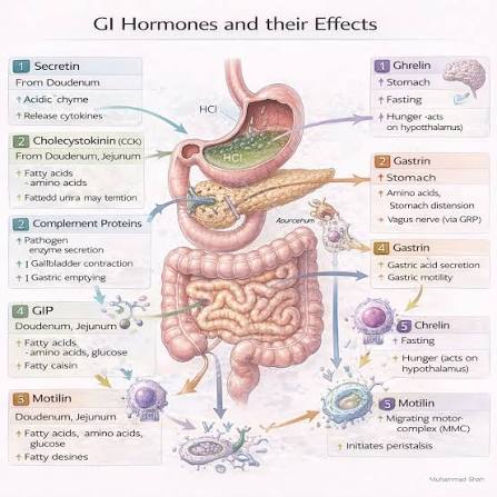 GI hormones and their effects: secretin (duodenum/jejunum, triggered by acidic chyme, releases pancreatic bicarbonate and inhibits gastric acid), CCK (duodenum/jejunum, triggered by fatty acids/amino acids/fatty ultra-may retention, stimulates gallbladder contraction and slows gastric emptying), and gastrin (stomach, triggered by amino acids/stomach distension/vagus nerve, stimulates gastric acid secretion and motility) — with bonus hormones GIP, motilin, and ghrelin also shown