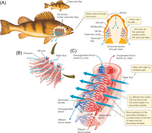 Fish gill structure and countercurrent exchange: (A) water enters through the mouth and flows over the gills via the gill arches under the opercular flap, exiting via the opercular cavity; (B) gill filaments and secondary lamellae; (C) blood perfusion of the secondary lamellae runs counter to the direction of water flow, so oxygenated blood leaves where the highest-O2 water enters