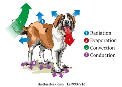 A dog illustrating all four heat-exchange modes at once: radiation (heat radiating outward from the body surface), evaporation (panting, tongue out), convection (heat stripped away by air currents around the body), and conduction (heat transfer to the ground through the paws)