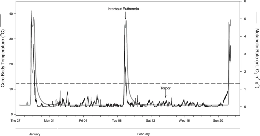 Core body temperature and metabolic rate plotted continuously across roughly a month of hibernation: both traces drop to a low, stable plateau during torpor bouts (temperature near 4°C, minimal O2 consumption), interrupted by sharp, brief spikes back to normal euthermic levels (“interbout euthermia”) before returning to torpor — a repeating pattern rather than one continuous dormant state