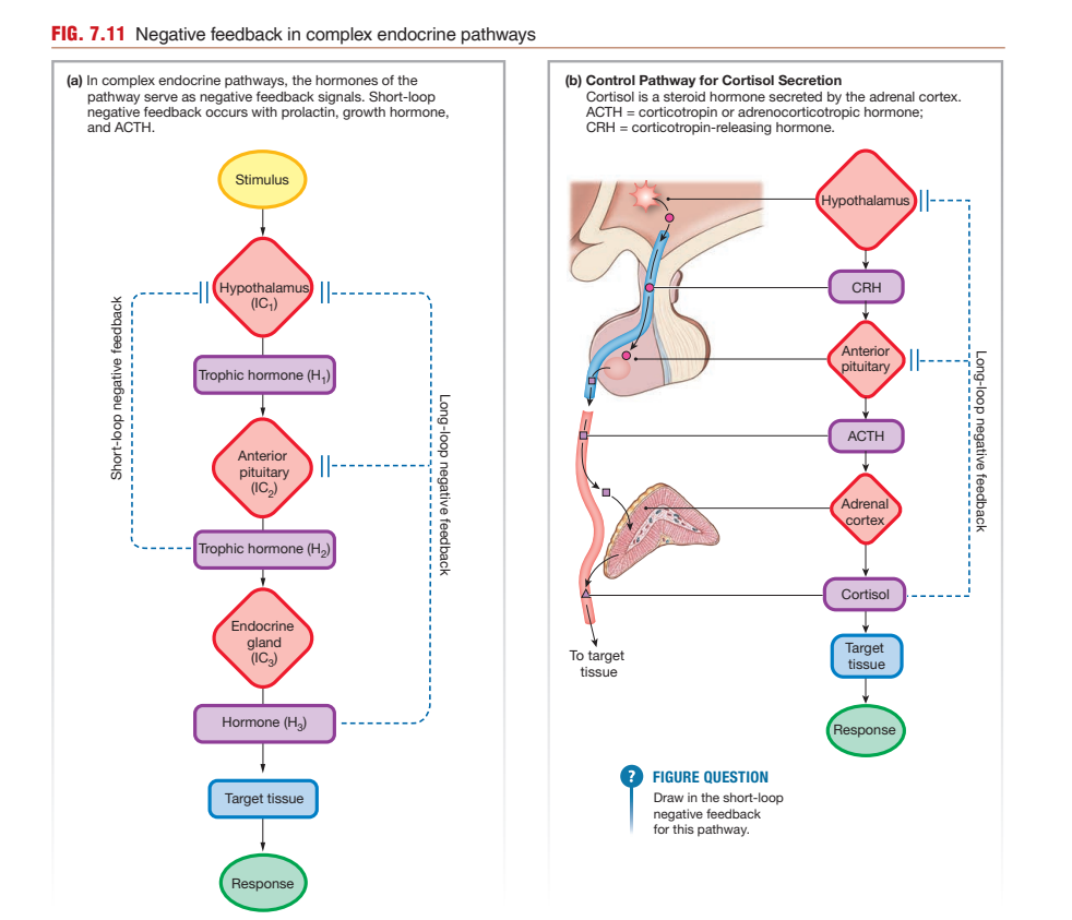 Two panels: (a) the generic complex-endocrine-pathway hierarchy (Stimulus → Hypothalamus → Trophic hormone H1 → Anterior pituitary → Trophic hormone H2 → Endocrine gland → Hormone H3 → Target tissue → Response), with both short-loop and long-loop negative feedback arrows shown explicitly; (b) the same hierarchy instantiated as the specific HPA axis (Hypothalamus → CRH → Anterior pituitary → ACTH → Adrenal cortex → Cortisol → Target tissue → Response)