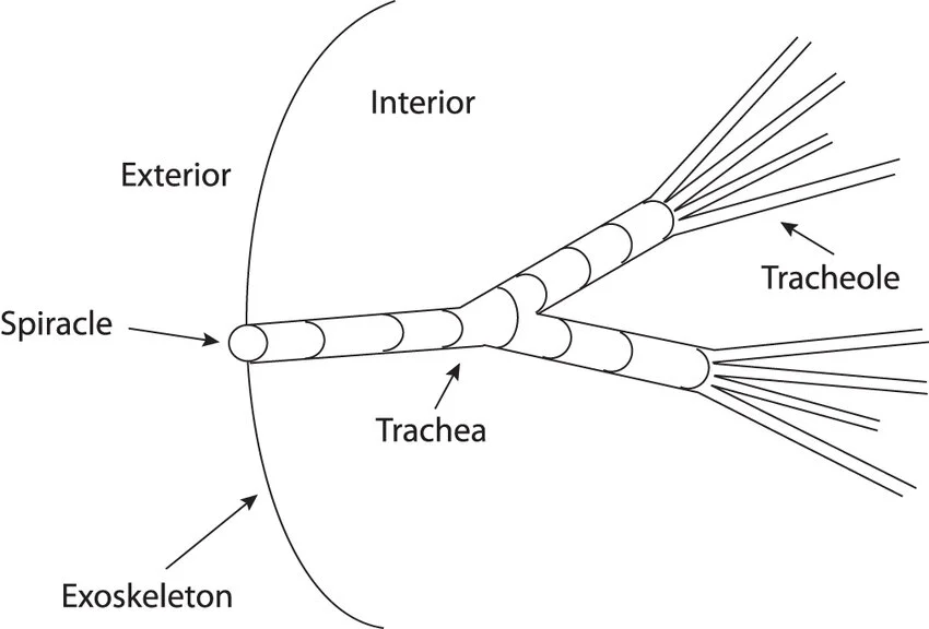 Insect tracheal system: an external spiracle in the exoskeleton opens into a trachea, which branches into progressively finer tracheoles reaching directly into the body’s interior, all without any circulatory (hemolymph) involvement