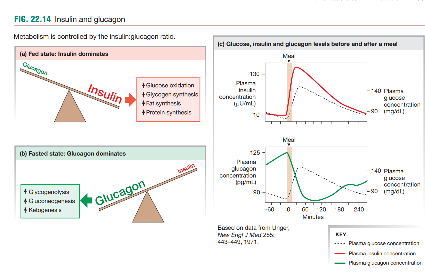 Three panels: (a) fed state seesaw showing insulin dominating over glucagon, driving glucose oxidation, glycogen synthesis, and fat/protein synthesis up; (b) fasted state seesaw showing glucagon dominating, driving glycogenolysis, gluconeogenesis, and ketogenesis up; (c) actual plasma insulin, glucagon, and glucose concentration curves before and after a meal, showing insulin rising and glucagon falling in the fed state