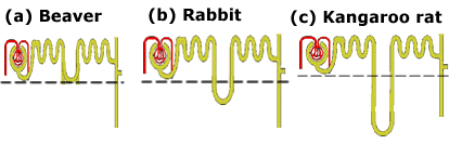 Three nephrons drawn at relative scale, loop of Henle length increasing left to right: beaver (short loop, aquatic, no water-conservation pressure), rabbit (intermediate), and kangaroo rat (longest loop, extending deepest below the dashed cortex-medulla boundary, maximal urine-concentrating ability)