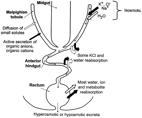 Insect excretory pathway: the Malpighian tubule actively secretes organic anions/cations and K+/Cl-/Na+/H2O (isosmotic to hemolymph) at the midgut junction; fluid passes through the anterior hindgut (some KCl and water reabsorbed) into the rectum (most water, ion, and metabolite reabsorption), producing a final hyperosmotic or hyposmotic excreta