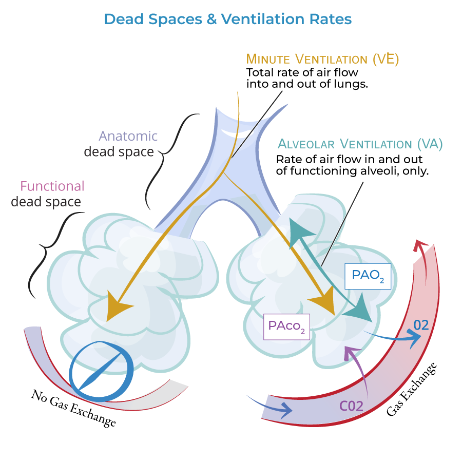 Dead space and ventilation rate diagram: minute ventilation (total airflow rate) splits between anatomic/functional dead space (conducting airways with no gas exchange, left) and alveolar ventilation (airflow reaching functioning alveoli where O2/CO2 actually cross into/out of blood, right) — the dead-space fraction of every breath is, by definition, air that achieves no gas exchange