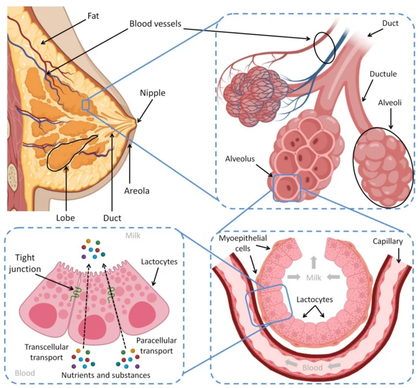 Mammary gland cross-section, progressively zoomed: the whole breast (fat, blood vessels, lobes, ducts, nipple, areola); one lobe’s ductule/alveoli cluster; a single alveolus wrapped in myoepithelial cells with a capillary alongside; and the alveolar epithelium itself, lactocytes joined by tight junctions moving nutrients and substances from blood to milk via transcellular and paracellular transport