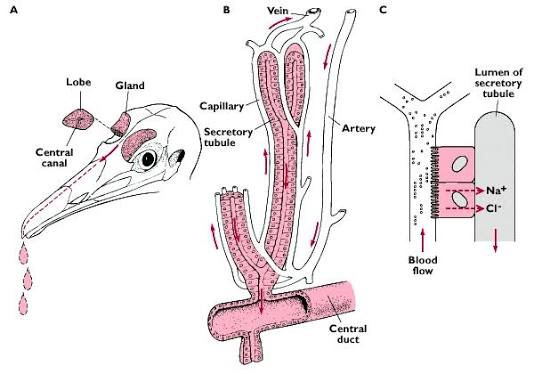 Marine bird salt gland: (A) gland location above the eye, draining via a duct to the nostril; (B) a single gland lobe’s countercurrent arrangement — capillary blood flow runs counter to secretory tubule flow, both radiating from a central duct; (C) at the cellular level, blood-side Na+/Cl- is actively transported into the secretory tubule lumen, concentrating the secreted fluid above blood/seawater osmolarity