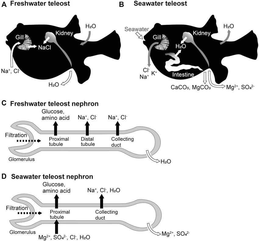 Four-panel comparison: (A) freshwater teleost — water enters passively, gills actively import Na+/Cl-, dilute urine excreted; (B) seawater teleost — water lost, fish drinks seawater, gills actively export Cl-/Na+/K+, intestine absorbs water while excreting CaCO3/Mg2+/SO4 2-, concentrated urine excreted; (C) freshwater teleost nephron reabsorbing glucose/amino acids/Na+/Cl- while excreting dilute urine; (D) seawater teleost nephron reabsorbing Na+/Cl-/H2O at the collecting duct, excreting only divalent ions (Mg2+/SO4 2-)