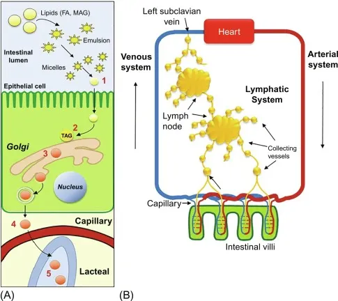 Two-panel lipid absorption sequence: (A) intracellular pathway — micelle-delivered lipids (1) enter the epithelial cell, are resynthesized to triacylglycerol (2), processed through the Golgi (3), and exit via the capillary/lacteal (4, 5); (B) the lacteal’s connection to the wider lymphatic system — intestinal villi capillaries feed collecting vessels, through a lymph node, ultimately draining into the left subclavian vein and the venous system back to the heart
