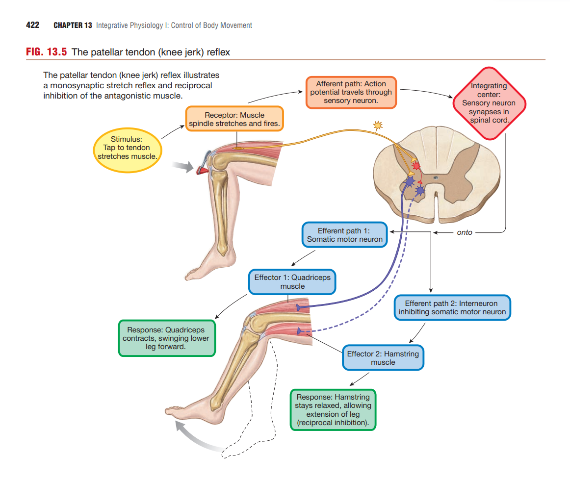 The patellar tendon (knee-jerk) reflex, a monosynaptic stretch reflex: tap to the tendon stretches the muscle spindle receptor, the afferent sensory neuron’s action potential travels to the spinal cord integrating center, and efferent path 1 (somatic motor neuron) contracts the quadriceps while efferent path 2 (an inhibitory interneuron) relaxes the antagonist hamstring via reciprocal inhibition