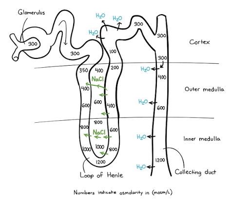 Nephron diagram showing the loop of Henle and collecting duct with numeric osmolarity values (mOsm/L) labeled at each depth — 300 at the cortex, rising through 400/600/800 in the outer medulla to 1200 at the tip of the inner medulla — with NaCl pumped out of the ascending limb and water drawn out of the descending limb and collecting duct by osmosis