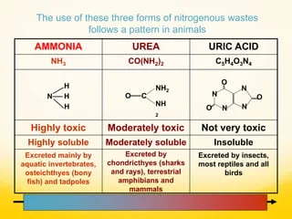 Ammonia, urea, and uric acid compared by chemical structure, toxicity level, solubility, and which animals typically excrete each form (aquatic invertebrates/bony fish for ammonia; sharks/rays/amphibians/mammals for urea; insects/reptiles/birds for uric acid)
