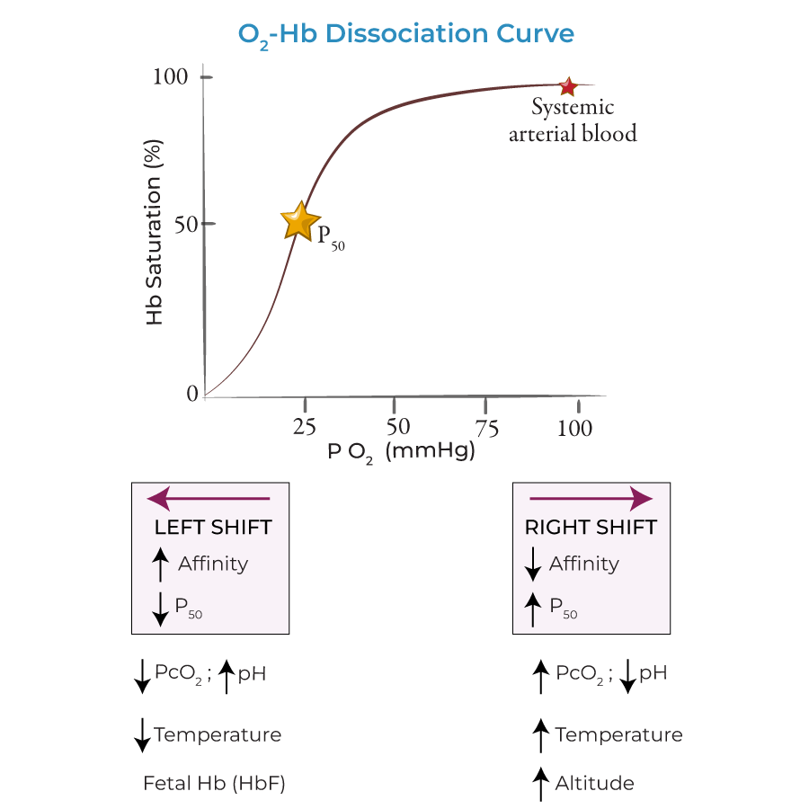 Sigmoidal oxygen-hemoglobin dissociation curve (% Hb saturation vs. PO2), with P50 marked at 50% saturation and systemic arterial blood marked near 100% saturation; left-shift (increased affinity, decreased P50 — from decreased PCO2/increased pH, decreased temperature, fetal Hb) and right-shift (decreased affinity, increased P50 — from increased PCO2/decreased pH, increased temperature, increased altitude) factors labeled below