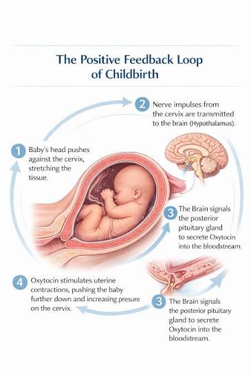 The positive feedback loop of childbirth: (1) the baby’s head pushes against and stretches the cervix; (2) nerve impulses from the cervix transmit to the hypothalamus; (3) the brain signals the posterior pituitary to secrete oxytocin into the bloodstream; (4) oxytocin stimulates uterine contractions, pushing the baby further down and increasing pressure on the cervix, restarting the loop