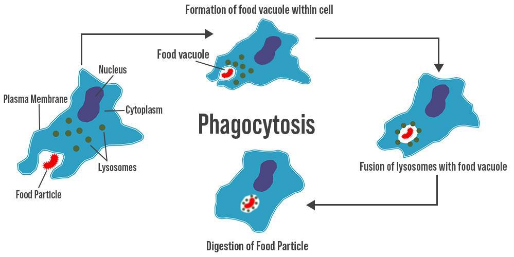 Phagocytosis sequence: an engulfed particle forms a food vacuole within the phagocyte, lysosomes fuse with the vacuole, and the particle is digested