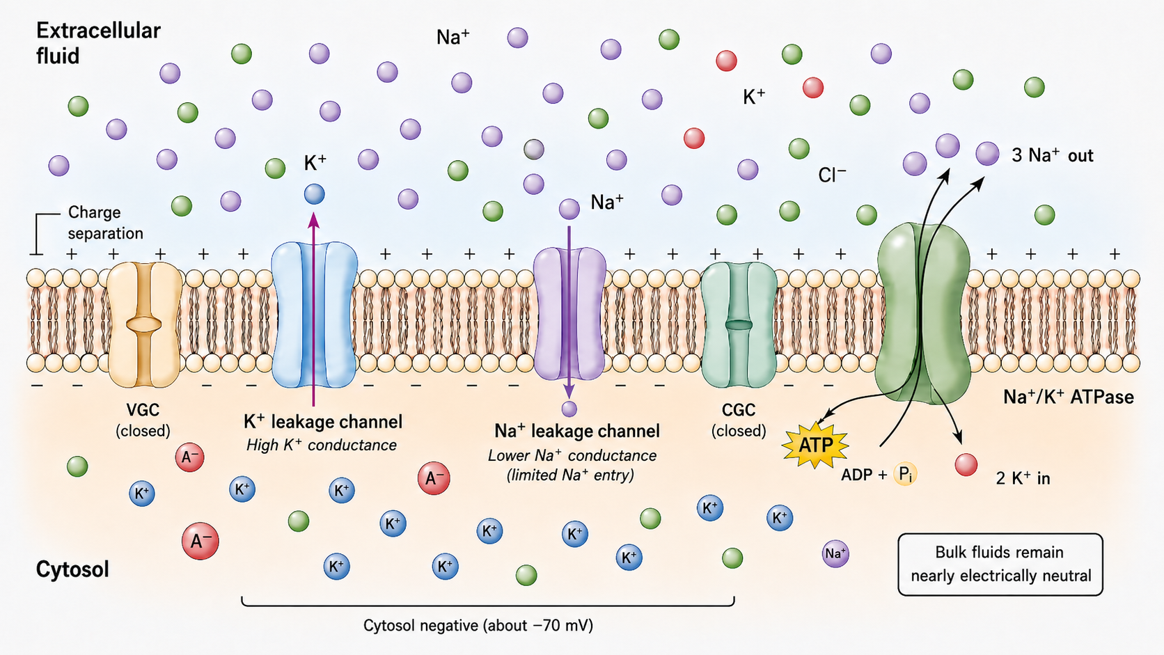 Resting membrane cross-section showing closed voltage-gated channels (VGC) and closed chemically-gated channels (CGC), an open K+ leakage channel with high conductance, an open Na+ leakage channel with lower conductance, and the Na+/K+-ATPase pump exporting 3 Na+ for every 2 K+ imported; ion distributions and the resulting charge separation (cytosol negative, about -70 mV) are shown on both sides of the membrane
