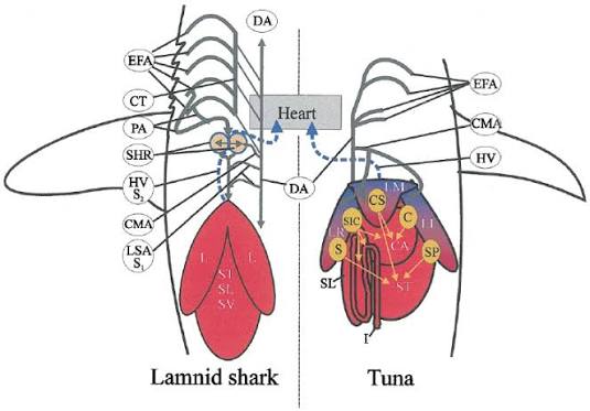 Comparative vascular schematic of a lamnid shark vs. a tuna, both showing a rete mirabile — a dense mesh of intertwined small arteries and veins positioned near the swimming muscle rather than the muscle’s blood supply running directly to/from the heart — retaining metabolically generated heat locally in the muscle instead of losing it to the gills/environment