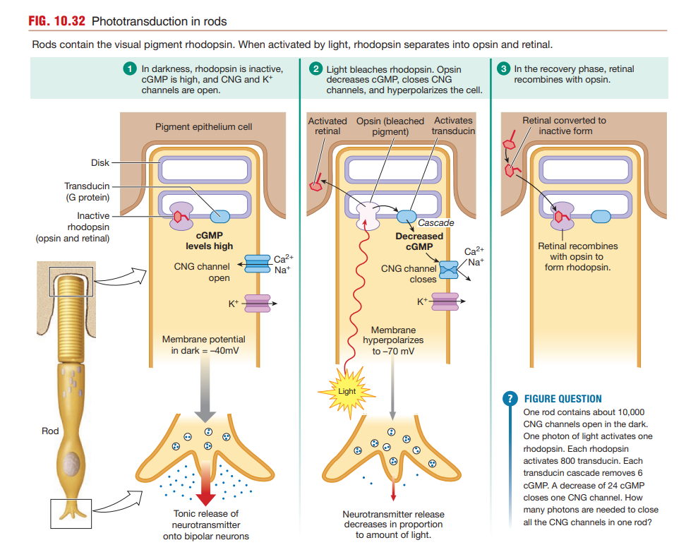 Three-panel phototransduction sequence: (1) in darkness, rhodopsin is inactive, cGMP is high, and CNG/K+ channels are open, membrane potential -40 mV; (2) light bleaches rhodopsin into opsin and retinal, opsin activates transducin, cGMP decreases, CNG channels close, membrane hyperpolarizes to -70 mV, and neurotransmitter release decreases; (3) in recovery, retinal recombines with opsin to re-form rhodopsin