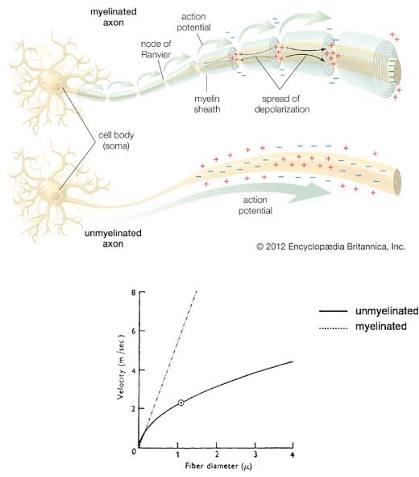 Myelinated axon showing action potential spread jumping node of Ranvier to node of Ranvier versus an unmyelinated axon showing continuous action potential spread along the full membrane length; below, a graph of conduction velocity vs. fiber diameter showing myelinated fibers (dashed line) reaching much higher velocity than unmyelinated fibers (solid line) of the same diameter