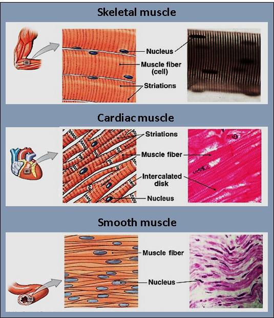 Skeletal, cardiac, and smooth muscle histology side by side: skeletal muscle shows long multinucleated fibers with visible striations; cardiac muscle shows striations, intercalated discs, and single central nuclei; smooth muscle shows spindle-shaped, non-striated fibers each with a single central nucleus