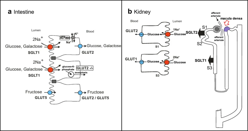 Intestinal brush border Na+/glucose cotransport: SGLT1 moves 2 Na+ and glucose/galactose into the cell from the lumen, GLUT2 moves glucose/galactose out into the blood at the basolateral membrane, with the basolateral Na+/K+-ATPase maintaining the Na+ gradient that powers SGLT1; a parallel GLUT5 fructose pathway is also shown; a bonus second panel shows the analogous SGLT2/SGLT1/GLUT2/GLUT1 arrangement along the kidney’s proximal tubule