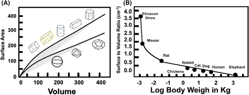 Two panels: (A) surface area vs. volume plotted for a range of simple 3D shapes at increasing size, showing surface area growing more slowly than volume as size increases; (B) real animal data — surface-to-volume ratio vs. log body weight, falling steeply from the Etruscan shrew and mouse (small, high ratio) through rat/rabbit/cat/dog to human and elephant (large, low ratio)