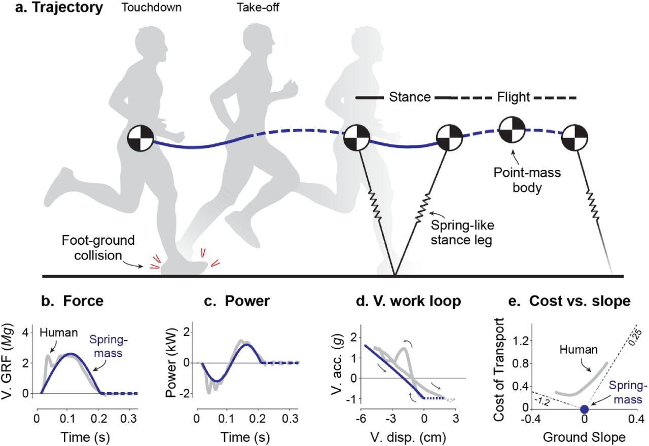 Five-panel running-stride analysis: (a) trajectory of the body’s center of mass through touchdown, stance, and take-off, modeled as a point mass on a spring-like stance leg; (b) vertical ground reaction force vs. time compared between a real human trace and the spring-mass model; (c) power vs. time, showing negative power (energy absorbed, stored in the tendon) during early stance and positive power (energy returned) during late stance; (d) a vertical work loop; (e) cost of transport vs. ground slope, human data compared to the idealized spring-mass model