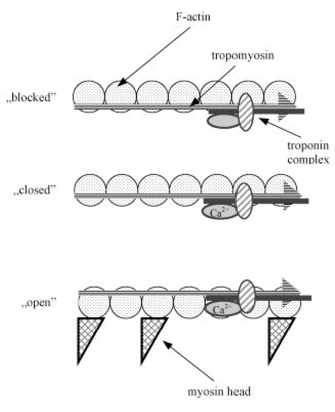 Three states of the actin thin filament: “blocked” (no Ca2+, tropomyosin fully covers the myosin-binding sites); “closed” (Ca2+ bound to the troponin complex, tropomyosin partially shifted but sites still not accessible); “open” (tropomyosin fully shifted, myosin heads bound to the now-exposed sites)
