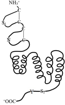 Cartoon of a transmembrane protein with 5 helical domains spanning the membrane, labeled residues C, S1, N, Y, S2 on the extracellular and cytosolic faces, NH3+ terminus at top and COO- terminus at bottom