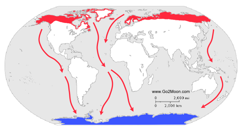 World map with arrows showing a pole-to-pole migratory pattern: routes running from Arctic/high-latitude breeding regions (Canada, Greenland, Northern Europe, Russia) down to Antarctic wintering waters.