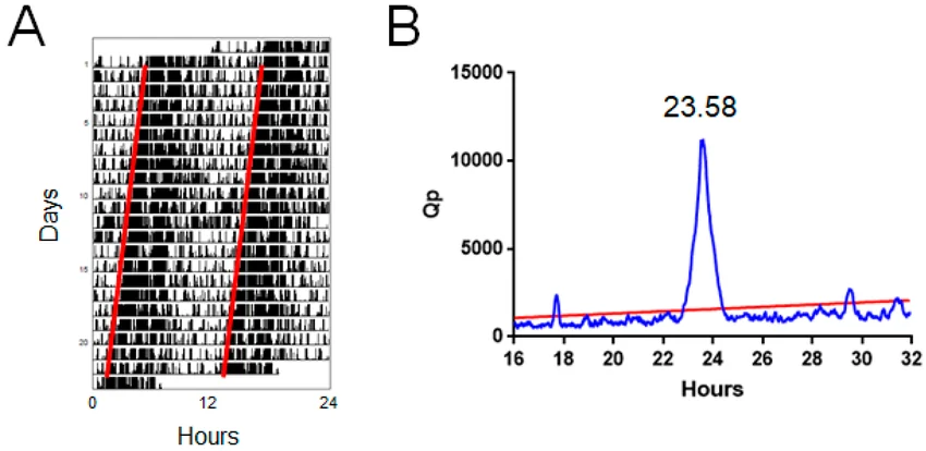 Panel A: single-plotted actogram over ~23 days under constant conditions, activity onset drifting steadily later each day (marked by red guide lines). Panel B: a periodogram (signal amplitude Qp vs. period in hours) showing a clear peak free-running period of 23.58 hours.