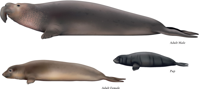 Illustration of adult male, adult female, and pup elephant seals to scale, showing the male’s much greater size and distinctive proboscis compared to the female.