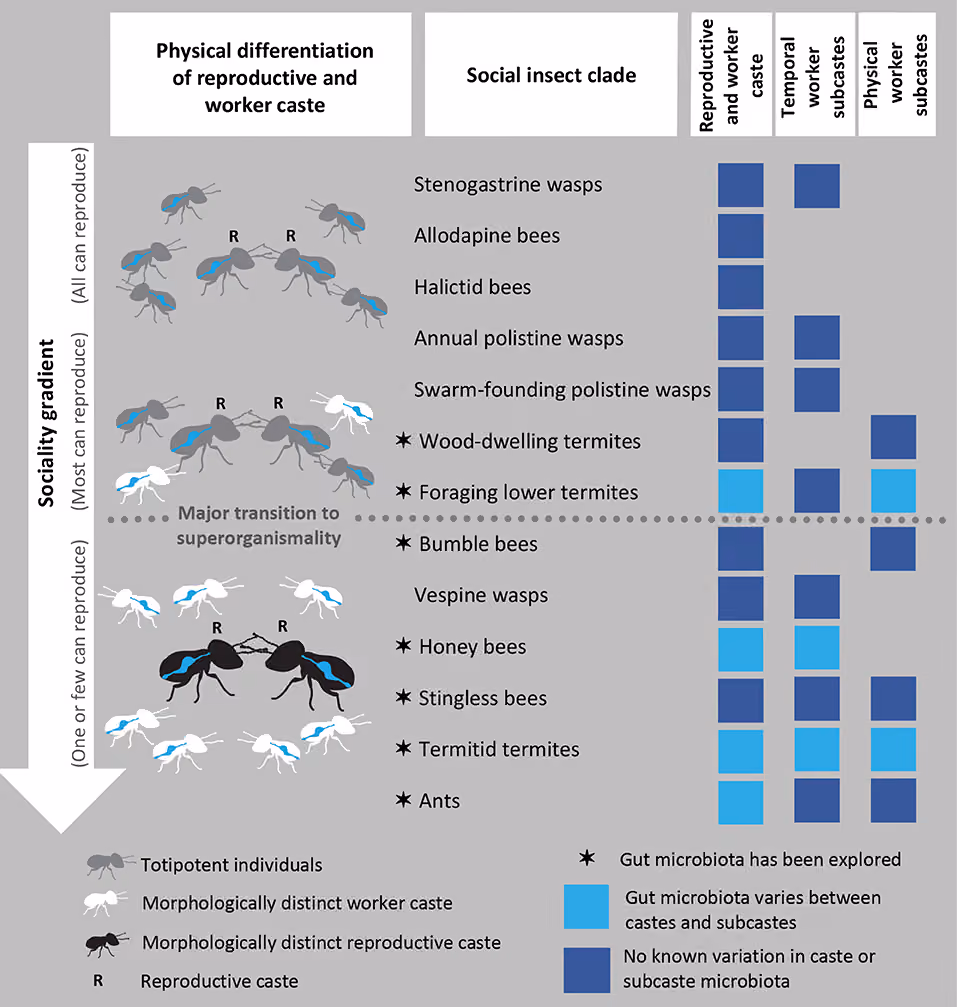 Sociality-gradient figure across social insect clades (wasps, bees, termites, ants), showing physical differentiation of reproductive vs. worker castes from “all can reproduce” through a marked “major transition to superorganismality” to “one or few can reproduce,” cross-referenced against which clades show caste-linked gut microbiota variation.