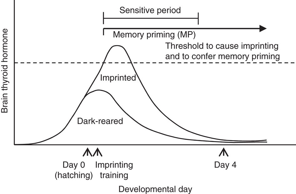 Graph of brain thyroid hormone level across developmental day in imprinted vs. dark-reared chicks, with the sensitive period and “memory priming” window bracketed and a dashed threshold line marking the level needed to cause imprinting.