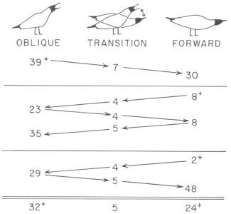 Diagram of the greylag goose egg-rolling head-movement cycle, labeled with its three phase transitions (oblique, transition, forward) and the observed transition frequencies between them from Lorenz’s original motion analysis.