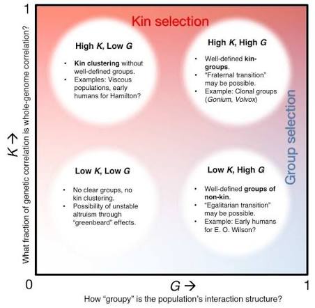 K-G space diagram plotting whole-genome relatedness correlation (K) against how “groupy” a population’s interaction structure is (G), with four quadrants: high-K/low-G kin clustering without defined groups, high-K/high-G well-defined kin-groups, low-K/low-G no clear groups, and low-K/high-G well-defined groups of non-kin — kin selection and group selection shown as overlapping regions of this same space rather than fully separate theories.